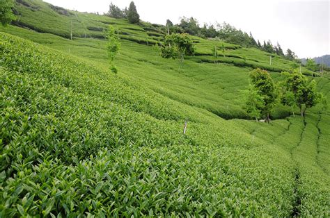 臺灣高山茶哪個好？從風土條件到制茶工法，臺灣高山茶的優點令人驚嘆。